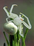 Misumena vatia