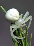 Misumena vatia