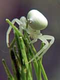 Misumena vatia