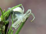 Misumena vatia