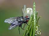 Misumena vatia