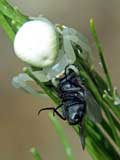 Misumena vatia