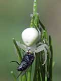 Misumena vatia