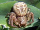 Xysticus audaxa