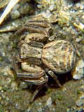 Xysticus cristatus