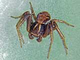 Xysticus cristatus