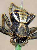 Xysticus cristatus