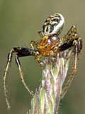 Xysticus lanio