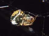 Parasteatoda lunata