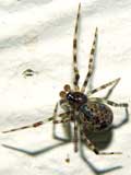 Parasteatoda tepidariorum