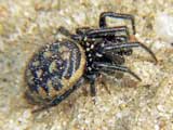 Steatoda  albomaculata