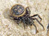 Steatoda  albomaculata