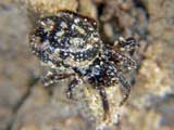 Steatoda  albomaculata