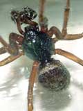 Steatoda bipunctata