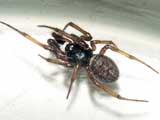 Steatoda bipunctata