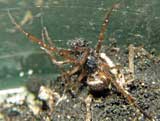 Steatoda bipunctata