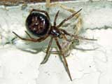 Steatoda bipunctata