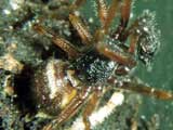 Steatoda bipunctata