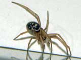 Steatoda grossa