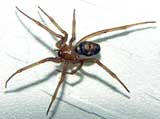 Steatoda grossa