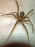 Steatoda grossa