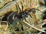 Steatoda  phalerta