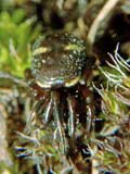 Steatoda  phalerta