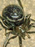 Steatoda