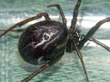 Steatoda