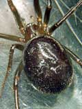 Steatoda