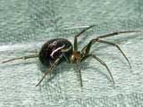 Steatoda