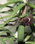 Steatoda