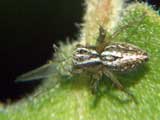 Oxyopes