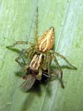 Oxyopes