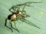 Oxyopes