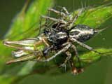 Oxyopes