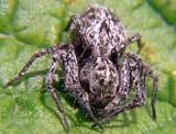 Oxyopes