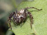 Oxyopes