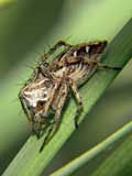 Oxyopes