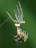 Oxyopes