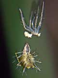 Oxyopes