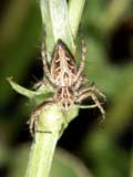 Oxyopes