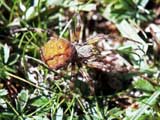 Araneus alsine