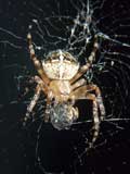 Araneus diadematus