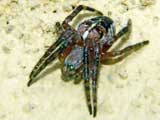 Araneus diadematus