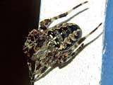 Araneus diadematus