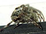 Araneus diadematus