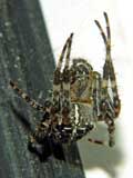 Araneus diadematus