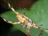 Araneus diadematus