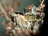 Araneus diadematus